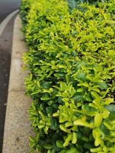 路边翠绿繁茂的灌木丛