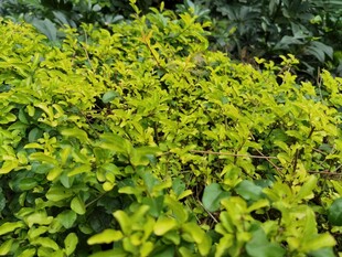 翠绿繁茂的叶片植物