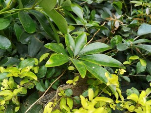 绿叶繁茂的多彩植物景观