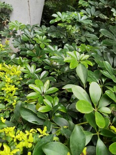 绿叶繁茂的植物景观