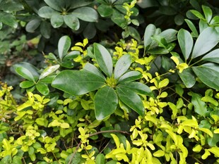 黄绿相间植物景观