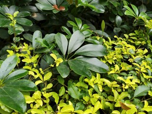 绿叶黄花交织的植物景观