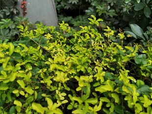 翠绿繁茂的斑斓植物