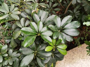 翠绿繁茂的观赏性绿植