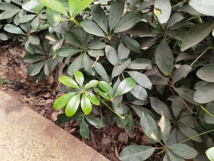 绿叶繁茂的户外植物景观