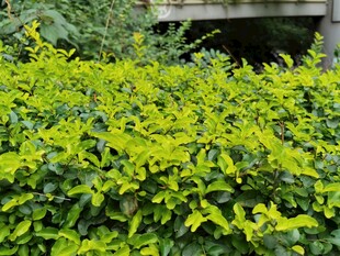 翠绿繁茂的观赏灌木丛