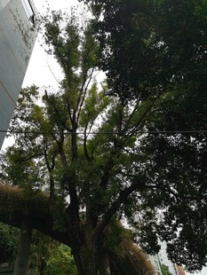 城市中高大繁茂的绿树