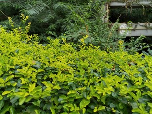 翠绿繁茂的丛生植物