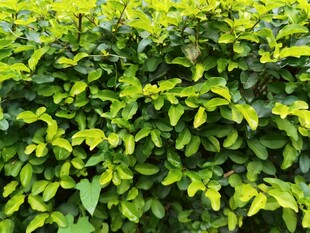 翠绿繁茂的植物叶片