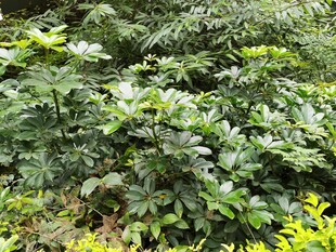 繁茂绿色植物景观