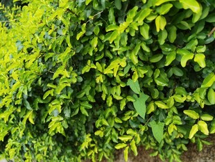 翠绿繁茂的爬藤植物