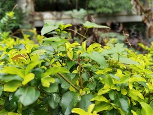 翠绿繁茂的灌木植物