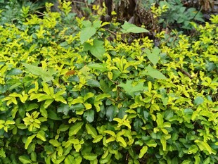 翠绿繁茂的绿植景观