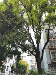 城市中葱郁的树木景观