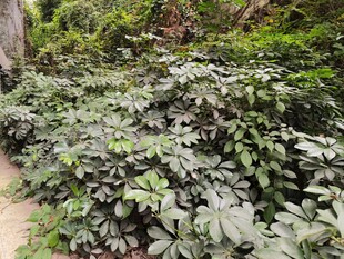 茂密绿植覆盖的林间小径