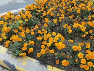 路边盛放的鲜艳小黄花