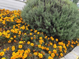 黄色花卉与绿植景观