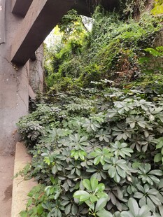 墙边繁茂绿植景观