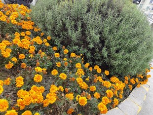 多彩花卉装点的美丽景致