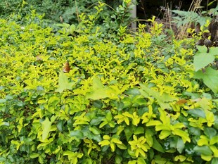 翠绿繁茂的绿植景观