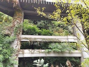 绿植覆盖的废弃建筑景观