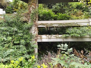 木质花架旁的繁茂绿植