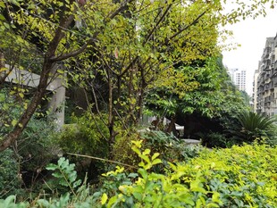 绿意盎然的庭院景致