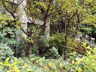 繁茂绿植环绕的建筑一角