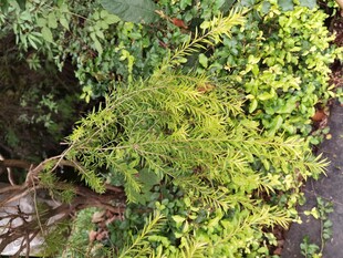 翠绿繁茂的户外植物景观