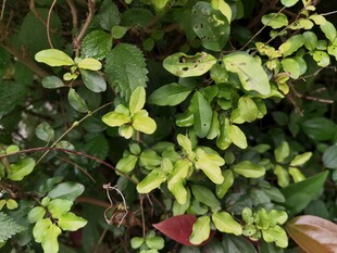 翠绿繁茂的藤蔓植物