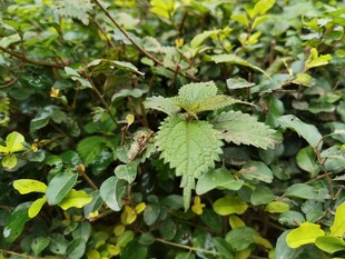 绿叶间的独特锯齿状叶片