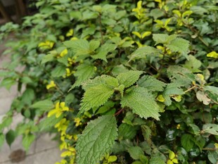 绿叶间的黄色小花