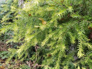 翠绿繁茂的枝叶植物
