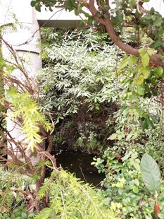 繁茂绿植中的隐秘角落