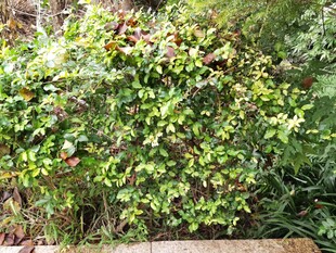 绿叶繁茂的灌木丛