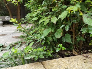 墙边绿植生机盎然