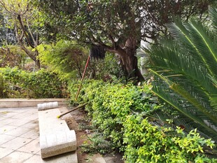 静谧花园中的绿植与石凳