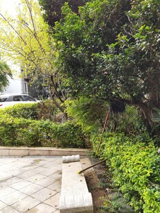 城市中的静谧绿植景观