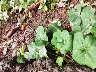 地面生长的绿色三叶草植物