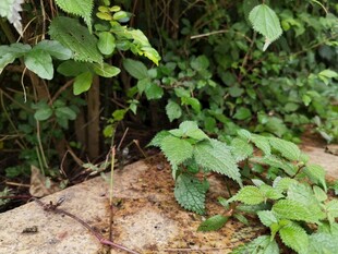 绿叶繁茂的植物角落
