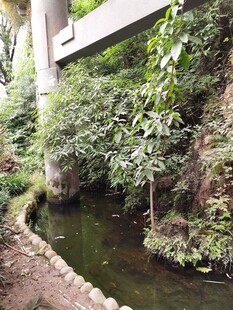 桥下溪流伴绿植景观