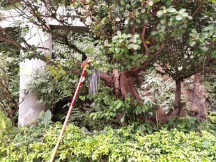 园林工人修剪繁茂绿植