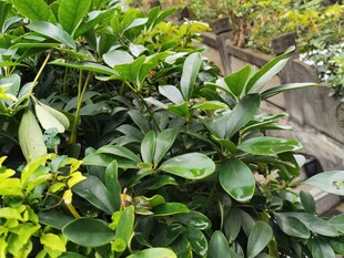 绿叶繁茂的植物景观