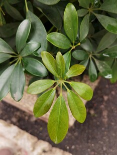 翠绿鹅掌柴叶片特写