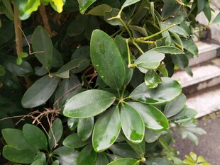 绿叶繁茂的攀缘植物