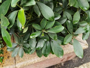 翠绿繁茂的户外绿植景观