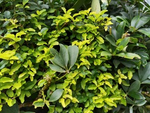 黄绿相间的繁茂绿植