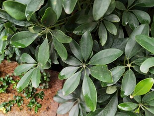 翠绿繁茂的伞形绿植