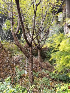 秋日林间枯树与绿植景观