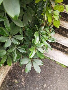 绿叶植物与木质台阶景观